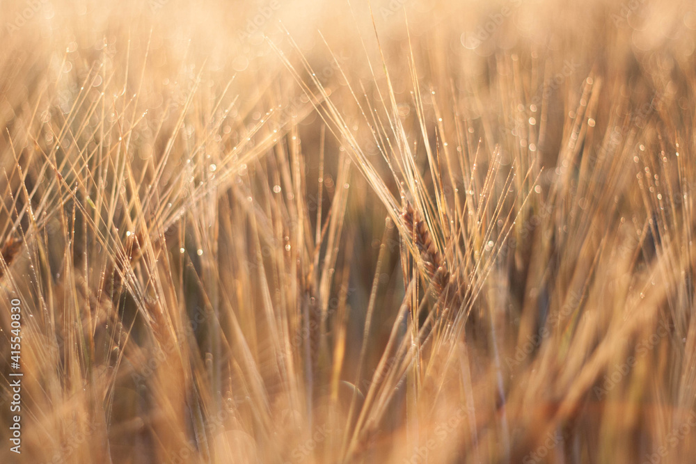 Golden wheat field in Latvia. Golden wheat field in Latvia.