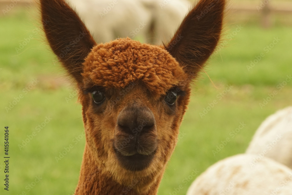 Fototapeta premium Frontal facial closeup of of the gentle looking brown Alpaca , Vicugna pacos