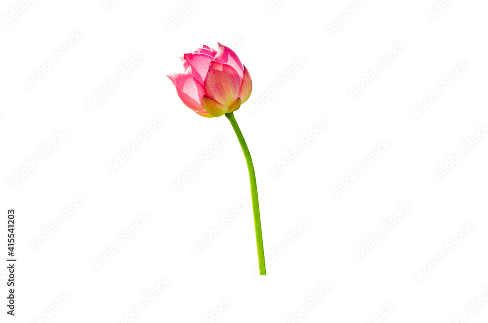 Lotus flower isolated on white background with clipping paths. Lotus flower isolated on white background with clipping paths.