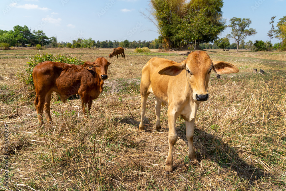Cow, calf standing on the rice field, A newly born native calf feeds on rice straw in harvested fields,Thailand.