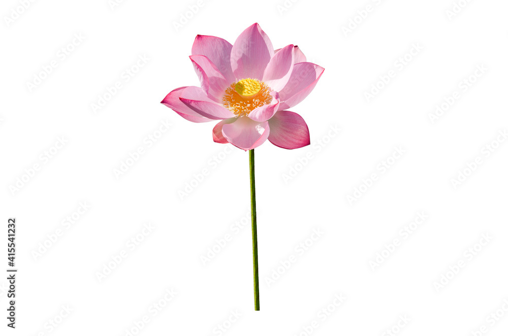 Beautiful lotus flower isolated on white background with Clipping Paths. Beautiful lotus flower isolated on white background with Clipping Paths.
