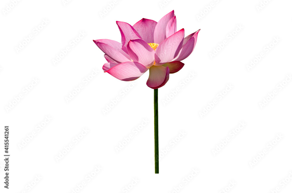 Lotus flower isolated on white background with clipping paths. Lotus flower isolated on white background with clipping paths.