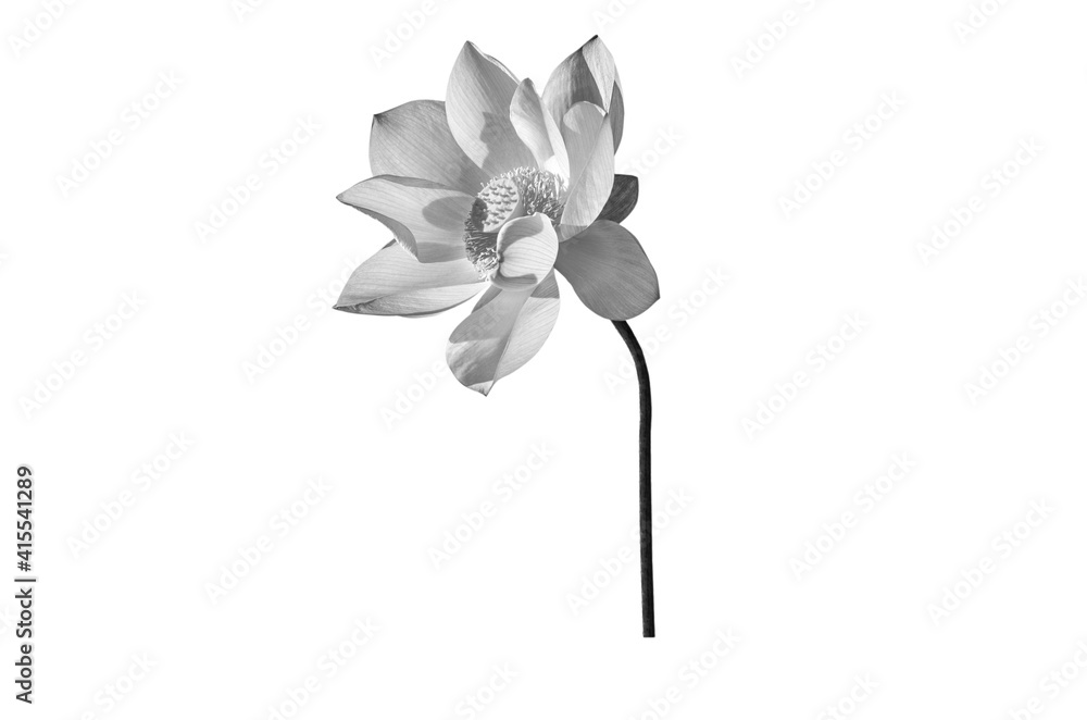Lotus flower black and white color isolated on white background. File contains with clipping path. Lotus flower black and white color isolated on white background. File contains with clipping path.