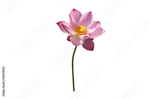 Lotus flower isolated on white background with clipping paths.