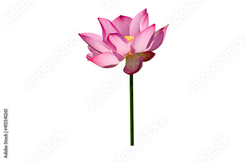 Lotus flower isolated on white background with clipping paths. © Nisathon Studio