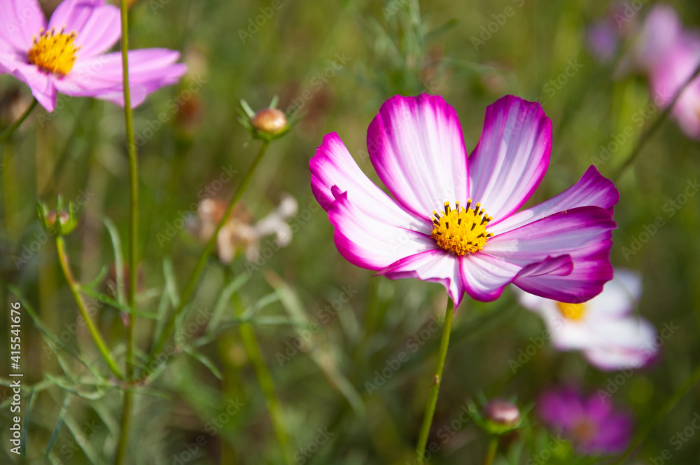 Pink garden cosmos flower in the garden of the nature. Pink garden cosmos flower in the garden of the nature.