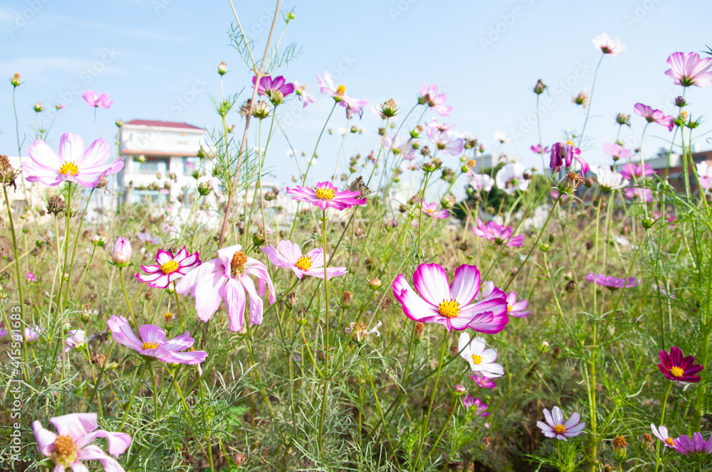 Cosmos flower blossom in rural garden. Cosmos flower blossom in rural garden.