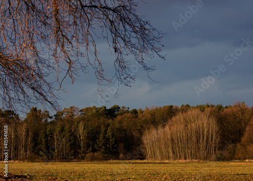 Fototapeta Naklejka Na Ścianę i Meble -  krajobraz z lasem w tle i drzewem na pierwszym planie