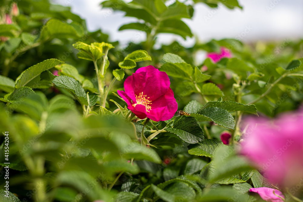 Kwiat rose roślin zieleń Kwiat rose roślin zieleń