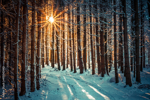 Winterwald mit Sonnenstern photo