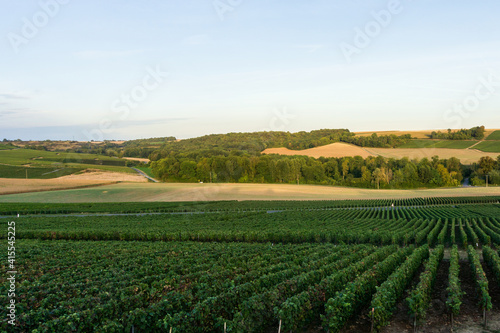 Row vine grape in champagne vineyards at montagne de reims © Southtownboy Studio