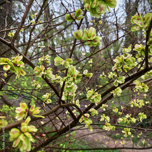 Closeup of spring Ulmus pumila tree branches photo