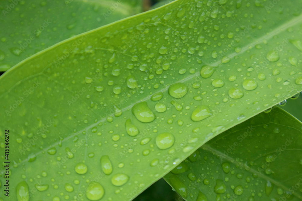 Beautiful drops of transparent rain water on a green leaf macro. Drops of dew in the morning glow in the sun. Beautiful leaf texture in nature. Natural background. Beautiful drops of transparent rain water on a green leaf macro. Drops of dew in the morning glow in the sun. Beautiful leaf texture in nature. Natural background.