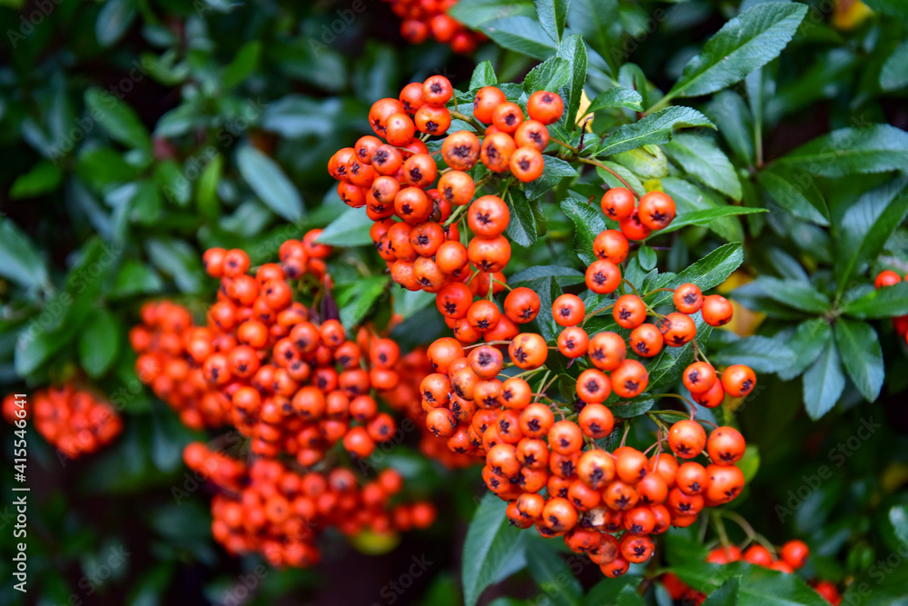 berries on a bush berries on a bush