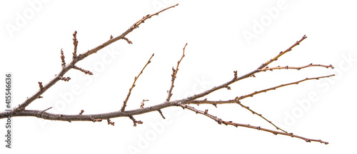 Foto dry branch of the plum tree. isolated on white
