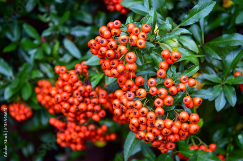 berries on a bush