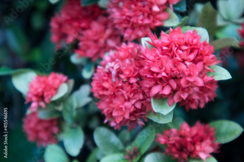 pink beautiful flowers