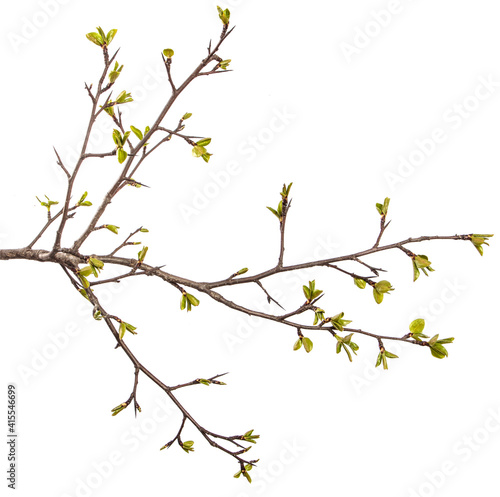 pear tree branch with young green leaves isolated on white background