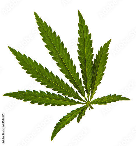 green cannabis leaves on white background