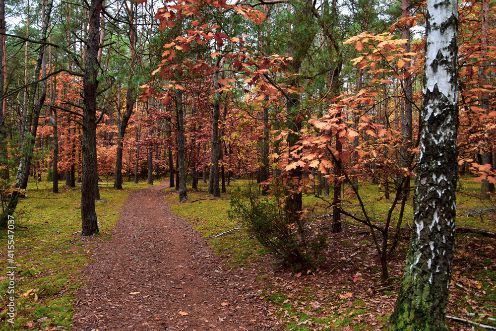 Naklejka premium vineyard in autumn