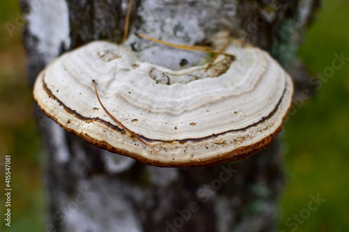 mushroom on tree trunk