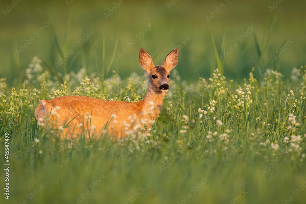 Female roe deer, capreolus capreolus, standing in wildflowers in summer light. Wild young fawn observing on meadow in summertime nature. Brown mammal looking on glade. Female roe deer, capreolus capreolus, standing in wildflowers in summer light. Wild young fawn observing on meadow in summertime nature. Brown mammal looking on glade.