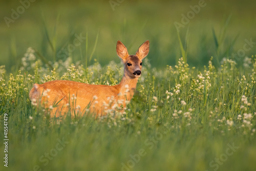 Female roe deer, capreolus capreolus, standing in wildflowers in summer light. Wild young fawn observing on meadow in summertime nature. Brown mammal looking on glade.