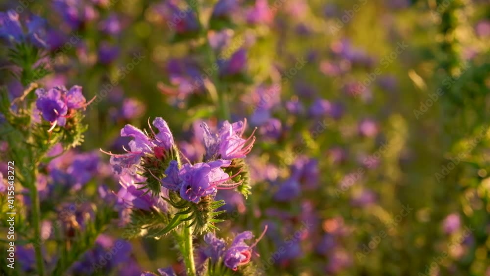 Bee pollinating the purple flower Bee pollinating the purple flower