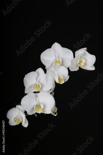 Orchidee weiß 