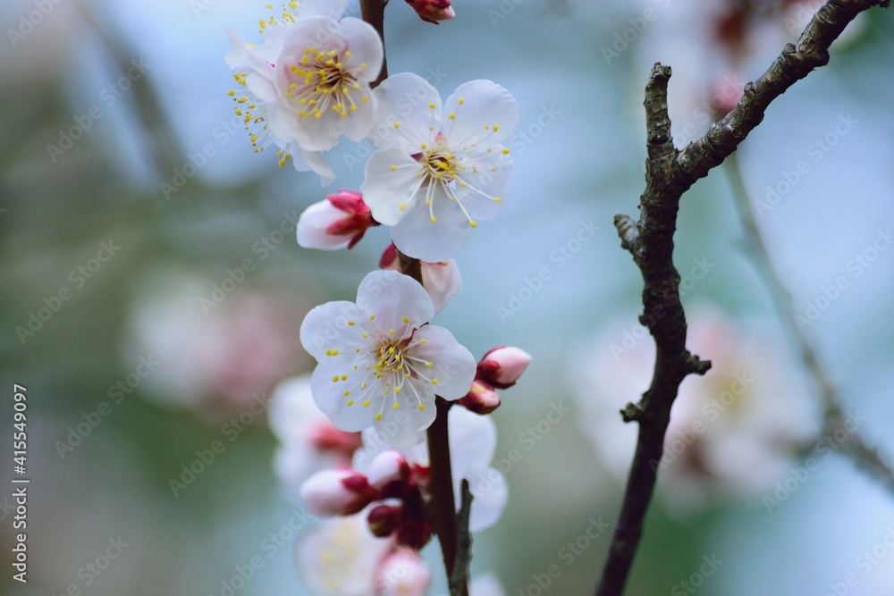 Macro details of Japanese White Plum blossom Macro details of Japanese White Plum blossom