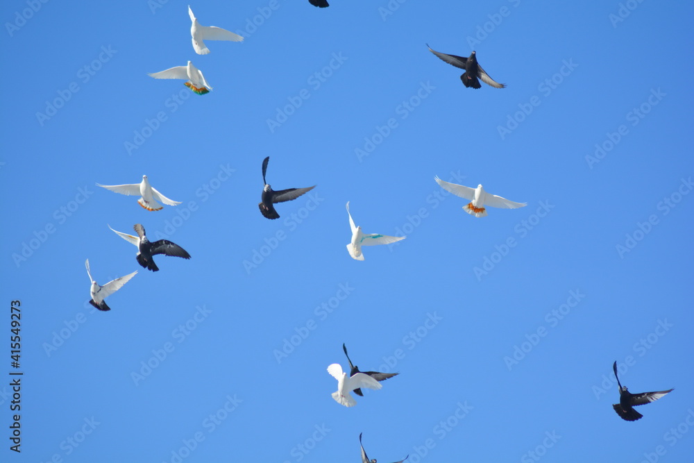 Fototapeta premium Pigeons