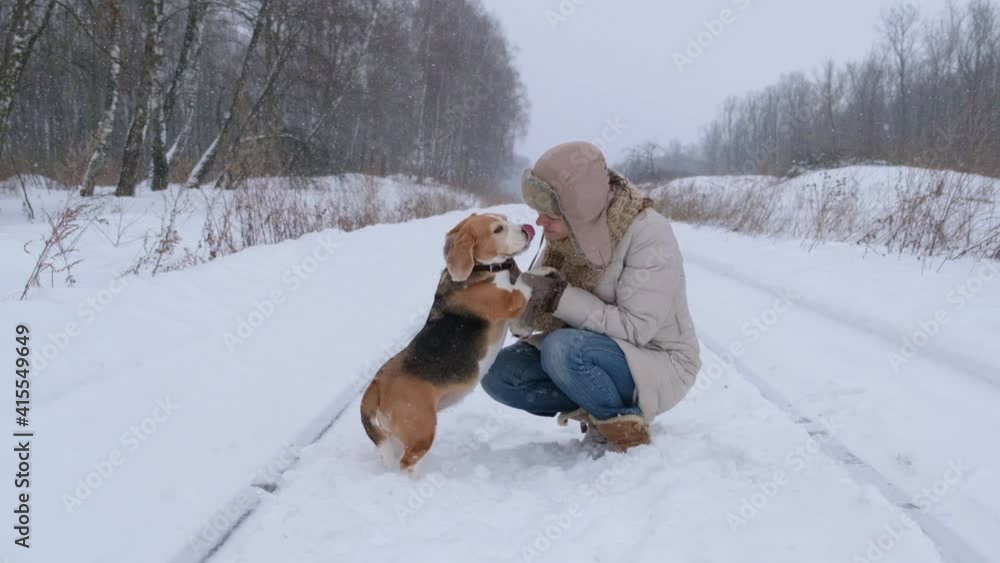 young woman for a walk with a beagle dog in a winter park. beagle playing in the snow in winter. slow motion young woman for a walk with a beagle dog in a winter park. beagle playing in the snow in winter. slow motion
