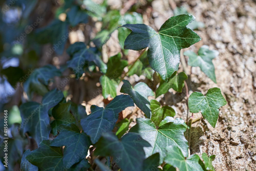 Obraz premium Many ivy leaves (hedera helix) on the bark. Closeup. Up view.