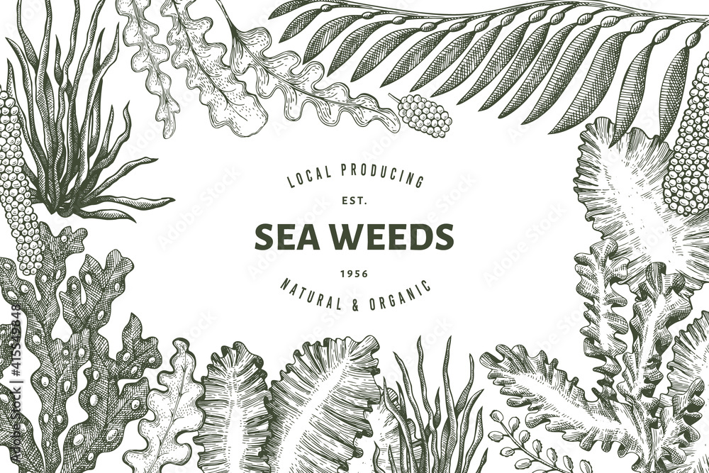 Seaweed design template. Hand drawn vector seaweeds illustration ...