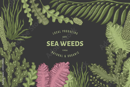 Seaweed design template. Hand drawn vector seaweeds illustration. Engraved style sea food banner. Retro sea plants background