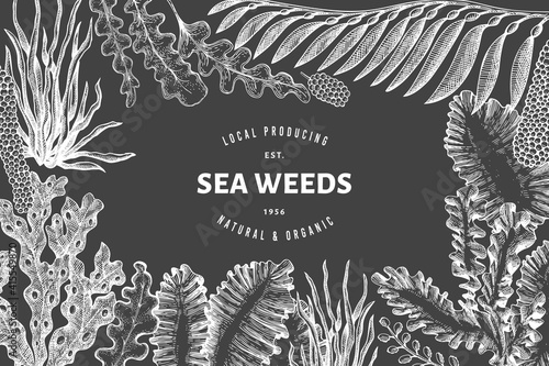 Seaweed design template. Hand drawn vector seaweeds illustration on chalk board. Retro style sea food banner. Vintage sea plants background