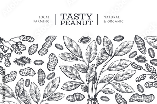 Hand drawn peanut branch and kernels design template. Organic food vector illustration on white background. Retro nut background. Engraved style botanical picture.