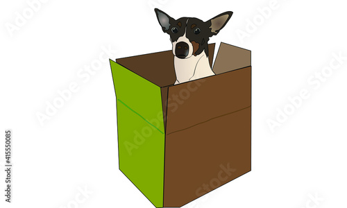 cute rat terrier dog in a box