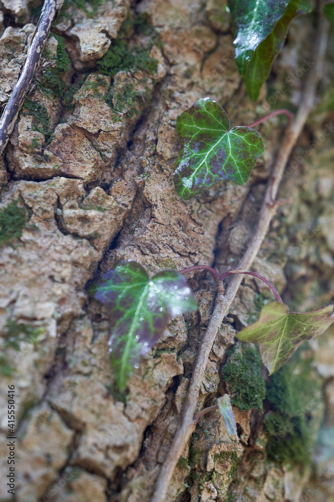Many ivy leaves (hedera helix) on a tree bark. closeup, side view. Many ivy leaves (hedera helix) on a tree bark. closeup, side view.