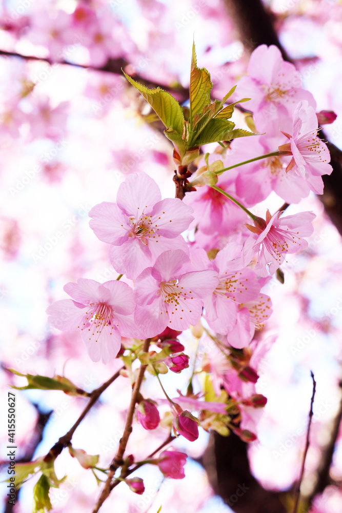 Obraz premium 桜の花