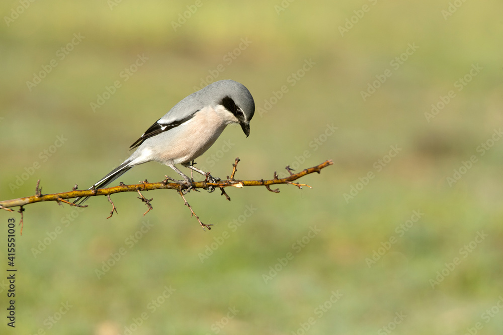 Southern grey shrike at one of its regular perches in its breeding territory in early daylight Southern grey shrike at one of its regular perches in its breeding territory in early daylight