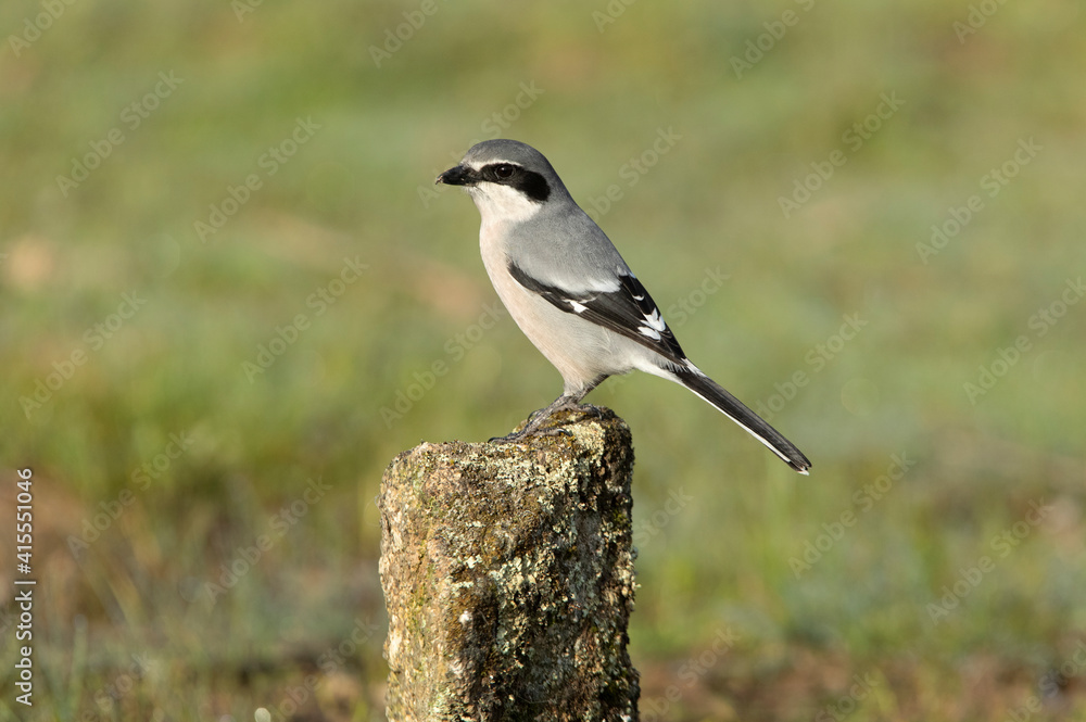 Fototapeta premium Southern flock shrike with the first light of day in its breeding territory at its usual perches