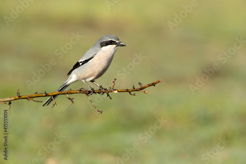 Southern flock shrike with the first light of day in its breeding territory at its usual perches © Jesus