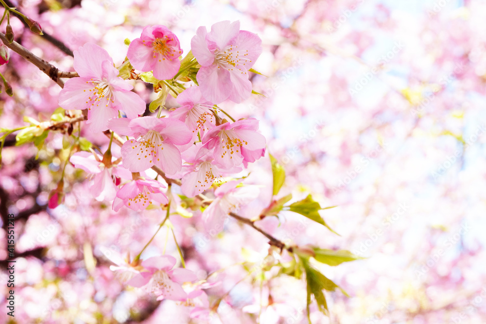 桜の花 桜の花