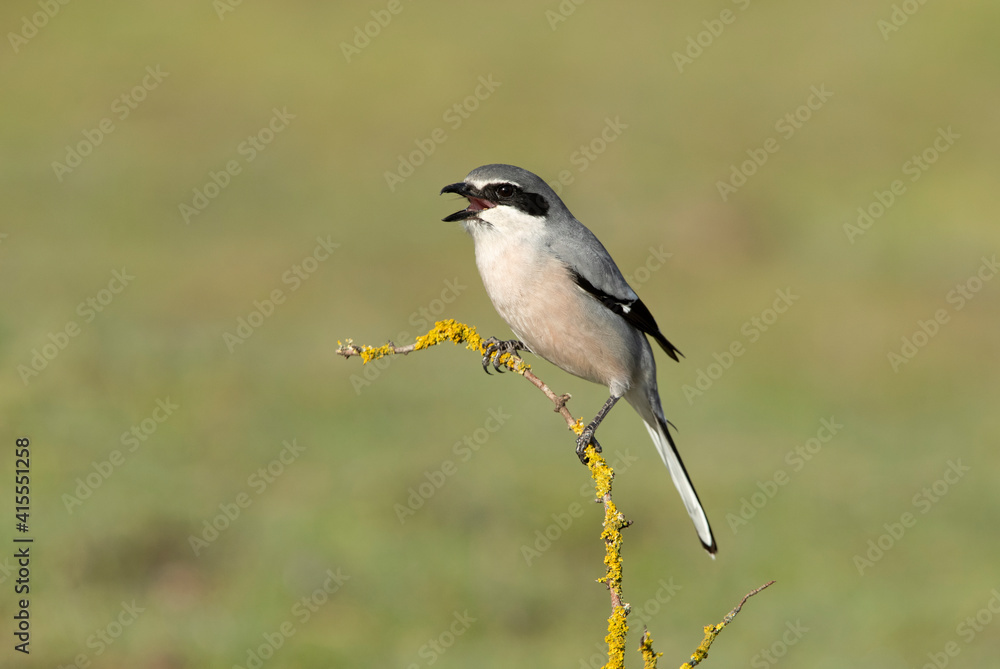 Southern flock shrike in first light of day in its breeding territory Southern flock shrike in first light of day in its breeding territory