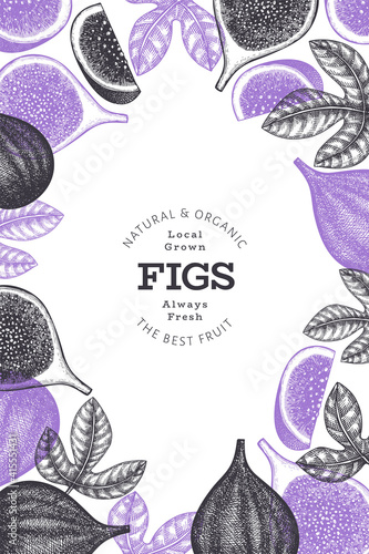 Hand drawn fig fruits design template. Organic fresh food vector illustration. Retro fig fruit banner.