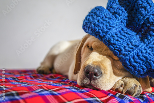 Labrador mentre dorme © Nyky