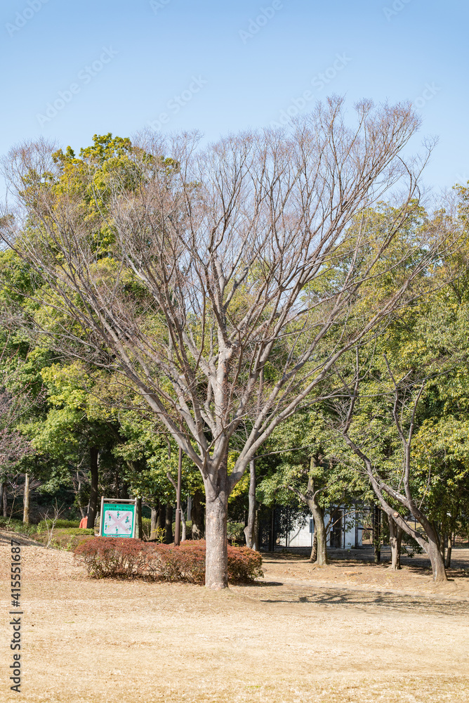Fototapeta premium 晴れた日の平和な公園