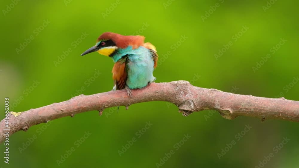 European Bee-Eater - Merops Apiaster on a branch , exotic colorful migratory bird European Bee-Eater - Merops Apiaster on a branch , exotic colorful migratory bird