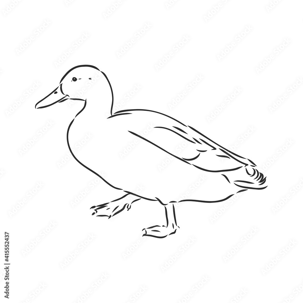 Hand drawn duck animal vector illustration. Sketch isolated on white background with pencil and label banner. duck, vector sketch on a white background Hand drawn duck animal vector illustration. Sketch isolated on white background with pencil and label banner. duck, vector sketch on a white background